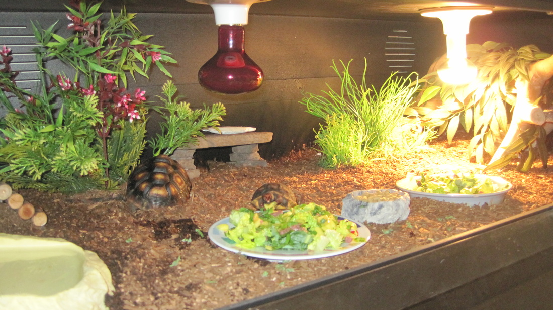 tortoise enclosure decor