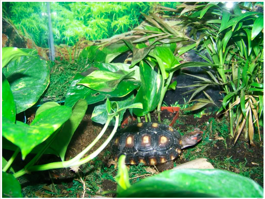 Habitat Red Foot Tortoise World
